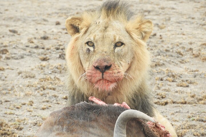 Private Adventure: Nairobi park, Elephants & Giraffe centre