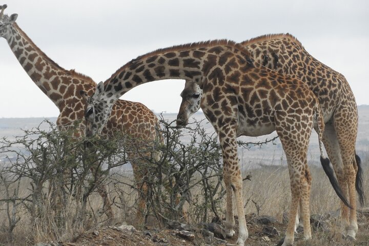 Private Adventure: Nairobi park, Elephants & Giraffe centre