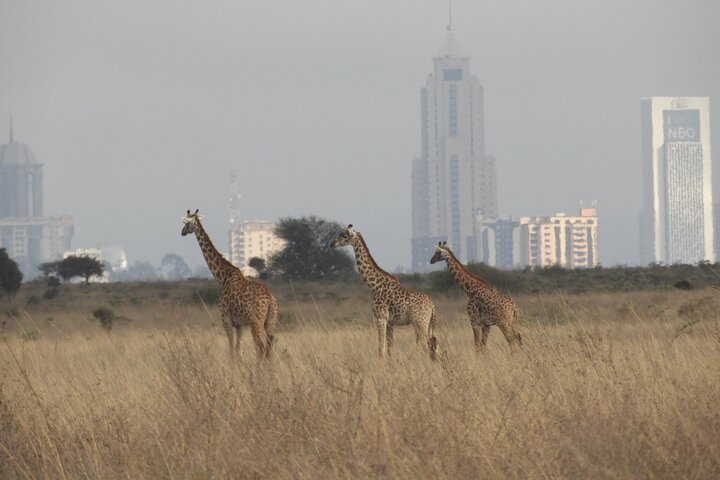 Private Adventure: Nairobi park, Elephants & Giraffe centre