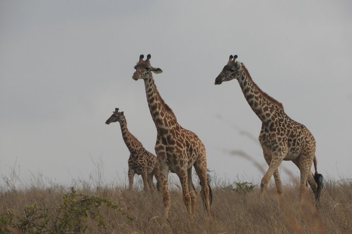 Private Adventure: Nairobi park, Elephants & Giraffe centre