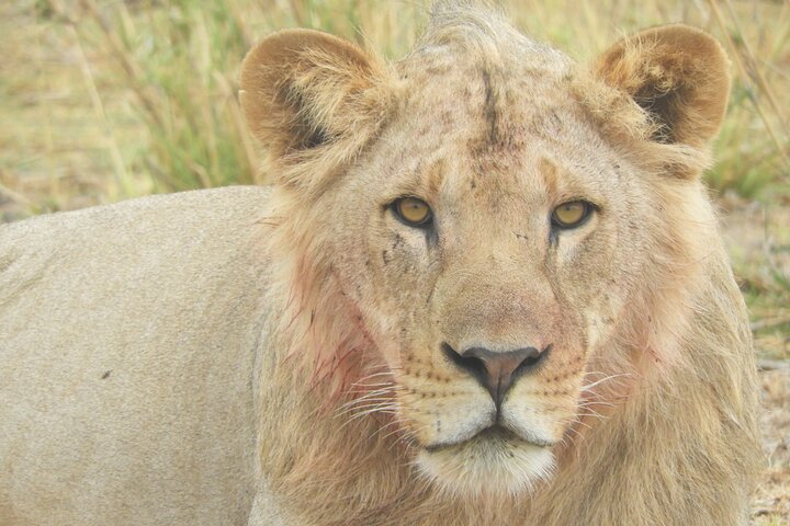Private Adventure: Nairobi park, Elephants & Giraffe centre