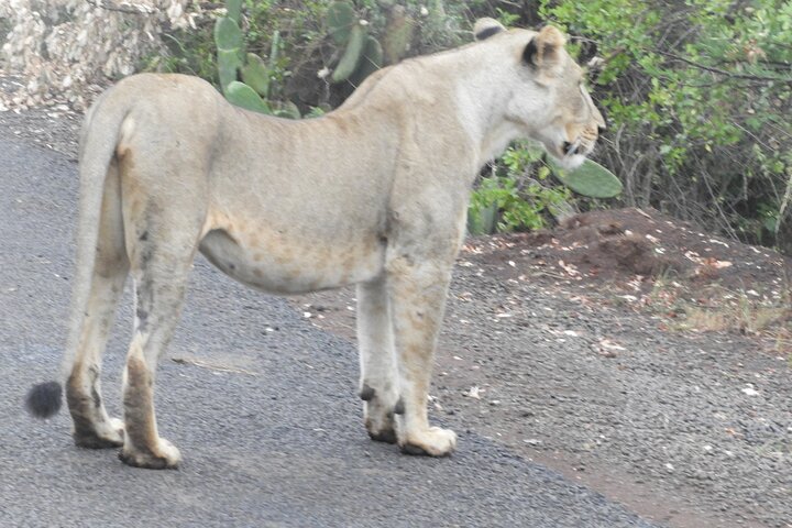 Private Adventure: Nairobi park, Elephants & Giraffe centre