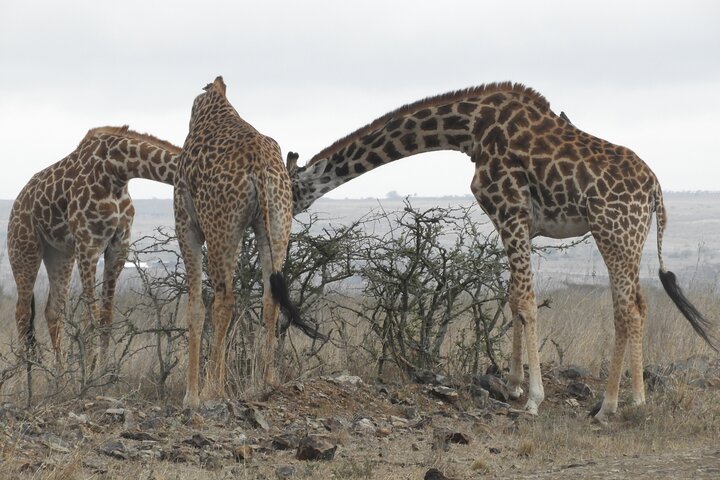 Private Adventure: Nairobi park, Elephants & Giraffe centre