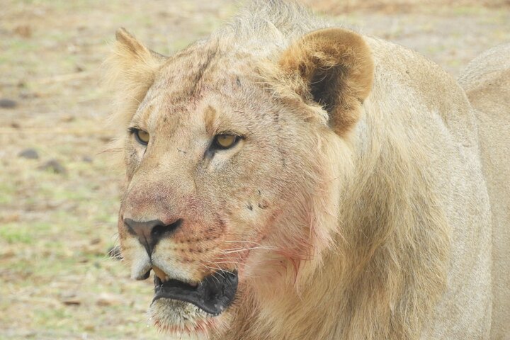 Private Adventure: Nairobi park, Elephants & Giraffe centre