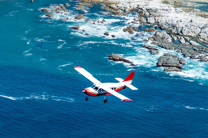 Kaikōura Whale Watching Scenic Flight (40 Minutes)