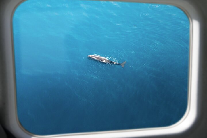 Kaikōura Whale Watching Scenic Flight (40 Minutes)