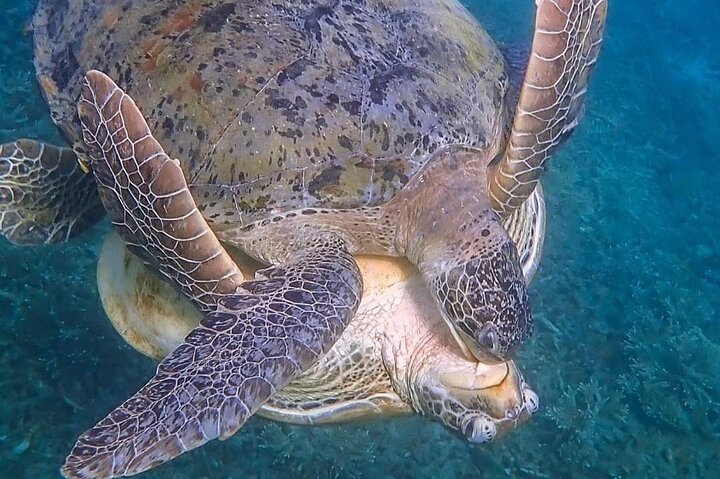 Full day snorkeling adventure around Koh Tao
