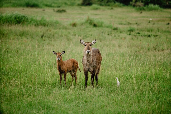 One Day Akagera National Park Big Five Safari