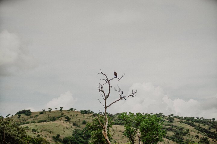 One Day Akagera National Park Big Five Safari