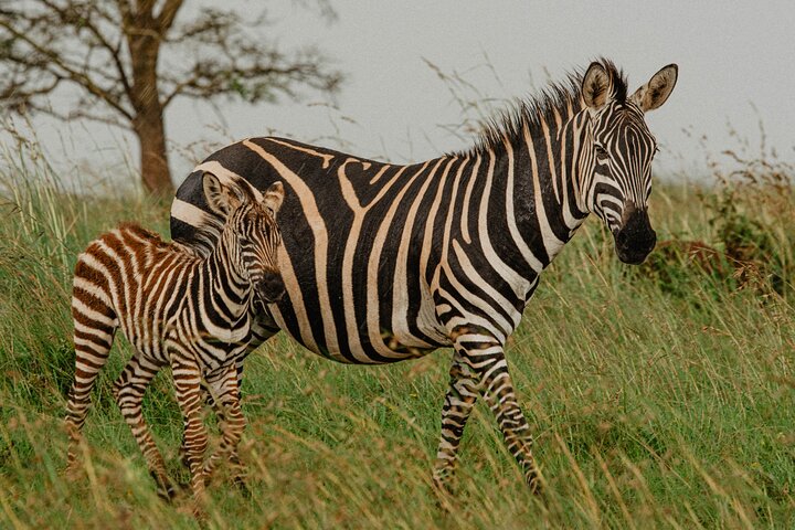 One Day Akagera National Park Big Five Safari