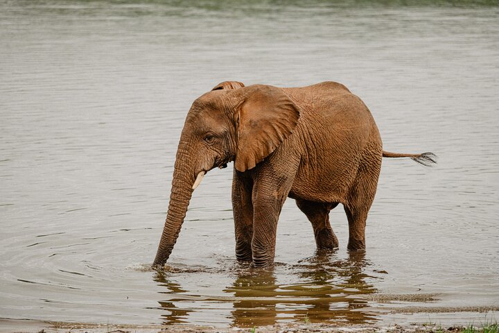 One Day Akagera National Park Big Five Safari