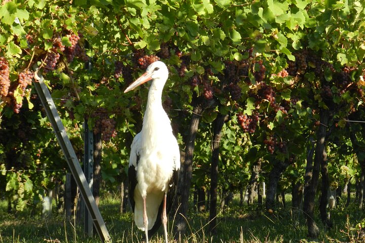 ICONICS Tour: 1/2 day on the Wine Route, visit of 2 Villages + Tasting.