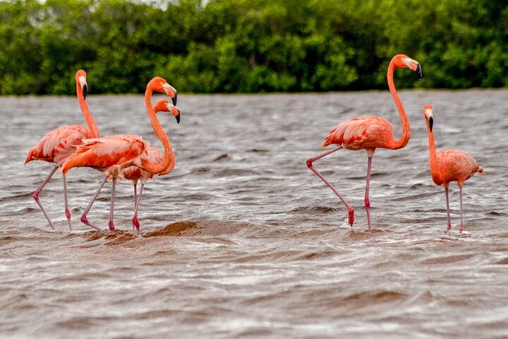 Nature tour by boat in the Natural Reserve in Río Lagartos