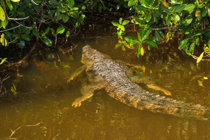 Nature tour by boat in the Natural Reserve in Río Lagartos