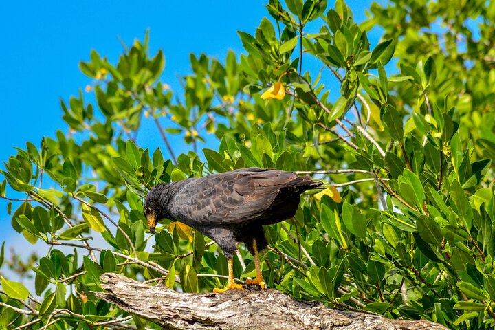 Nature tour by boat in the Natural Reserve in Río Lagartos