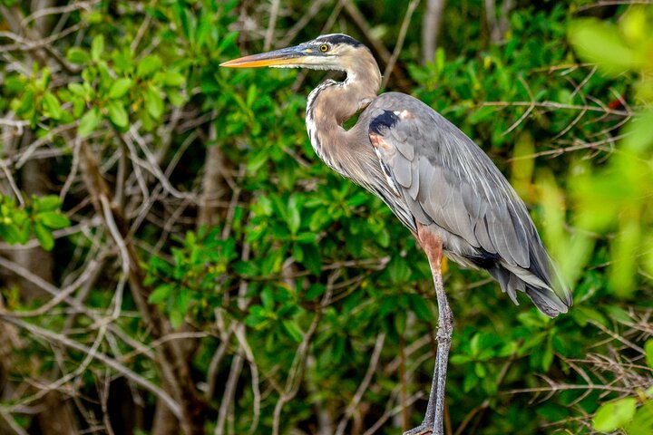 Nature tour by boat in the Natural Reserve in Río Lagartos