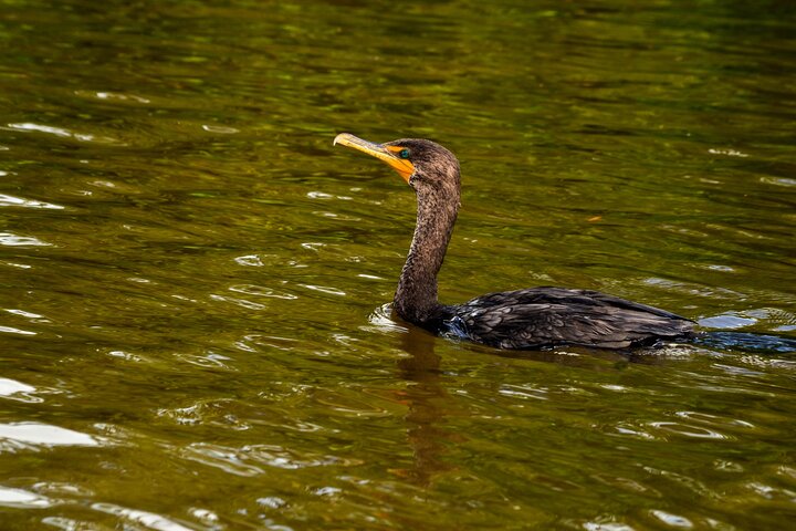 Nature tour by boat in the Natural Reserve in Río Lagartos
