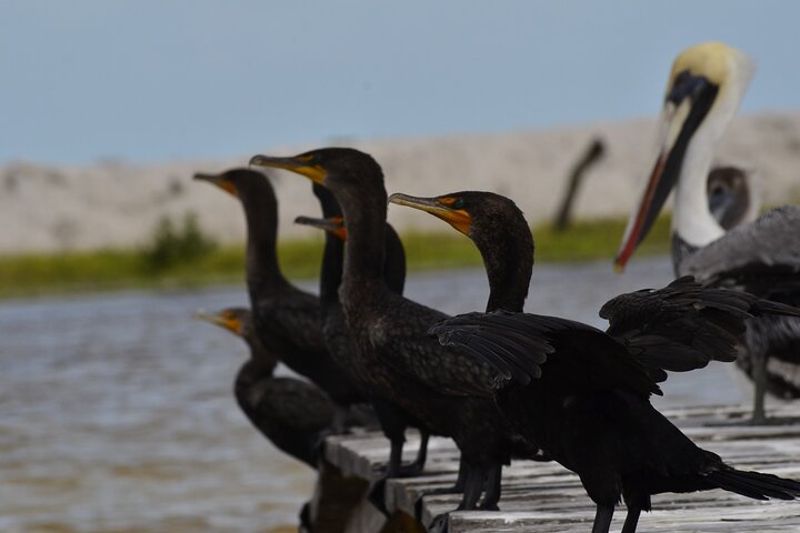 Nature tour by boat in the Natural Reserve in Río Lagartos