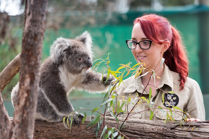 Full-Day Phillip Island Tour with Kangaroo, Koala and Penguin Parade