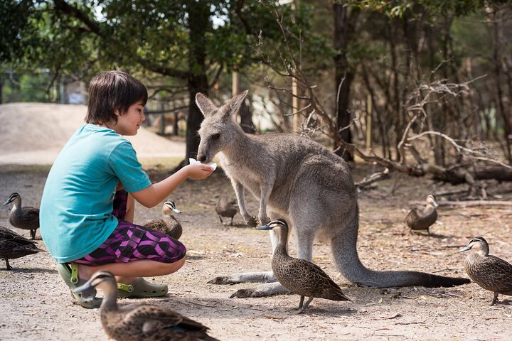 Full-Day Phillip Island Tour with Kangaroo, Koala and Penguin Parade