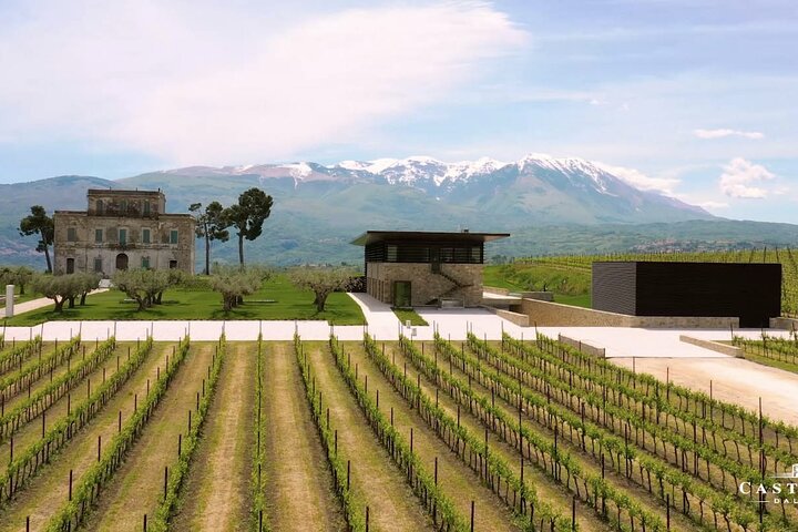 Winery Tour and Wine Tasting in Montepulciano d'Abruzzo