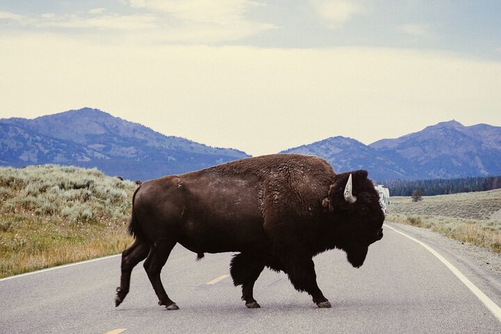 Guided Yellowstone Wildlife Tour