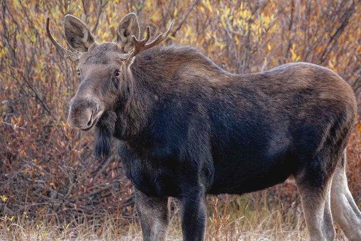 Guided Yellowstone Wildlife Tour
