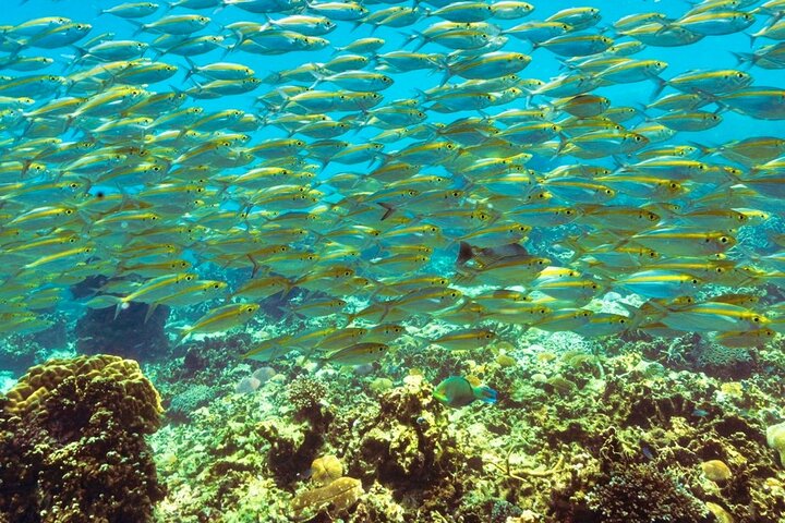 Ko Tao: Vintage Boat - Small Group Snorkeling Day Trip with Meals