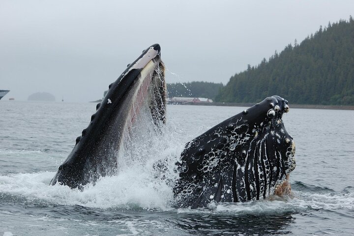 Hoonah Whale-Watching Cruise - Near Icy Strait Point