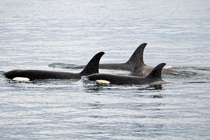 Hoonah Whale-Watching Cruise - Near Icy Strait Point