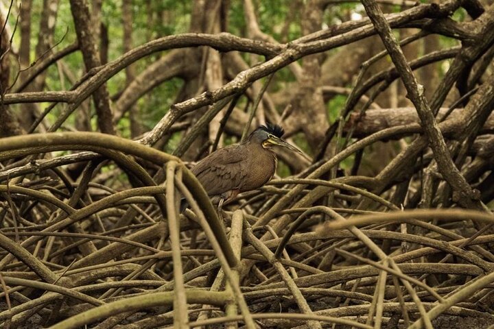 Mangrove Forest Kayak Exploration
