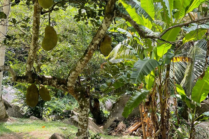 Seychelles Island Tour (PRIVATE 4 hours or 8 Hours)