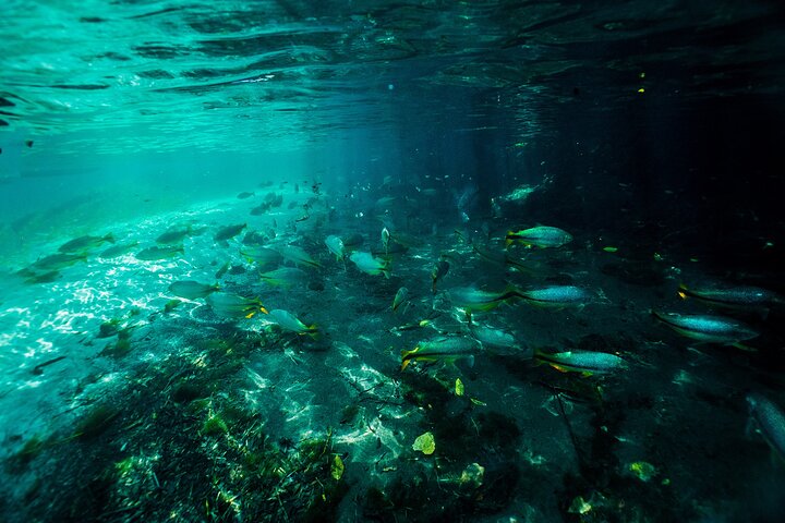Crystal Clear Adventure: Floating Through the Sucuri River