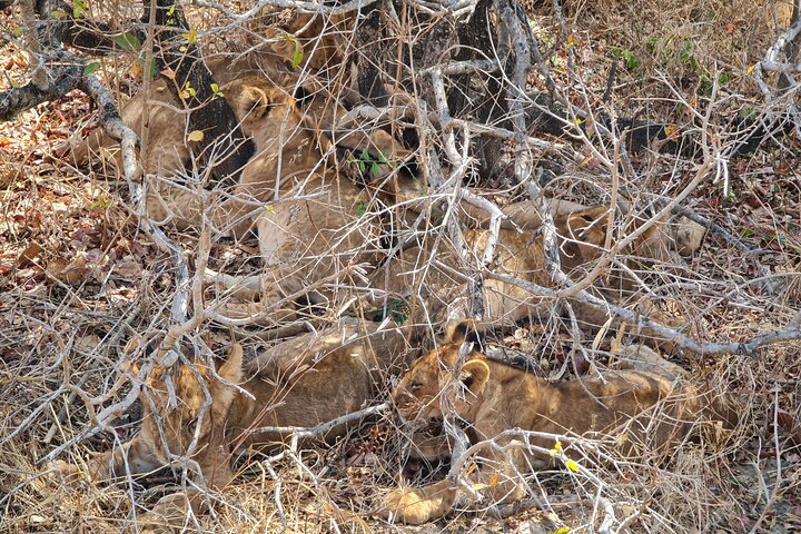 From Zanzibar: Mikumi Safari Day Trip with Flights and Meal
