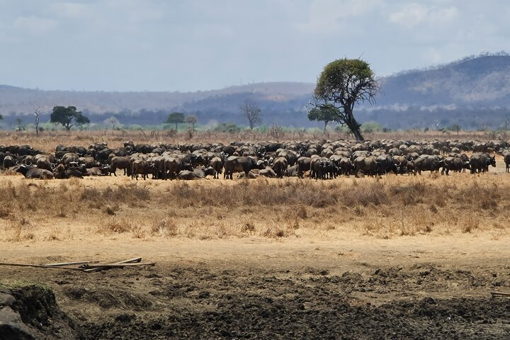 From Zanzibar: Mikumi Safari Day Trip with Flights and Meal