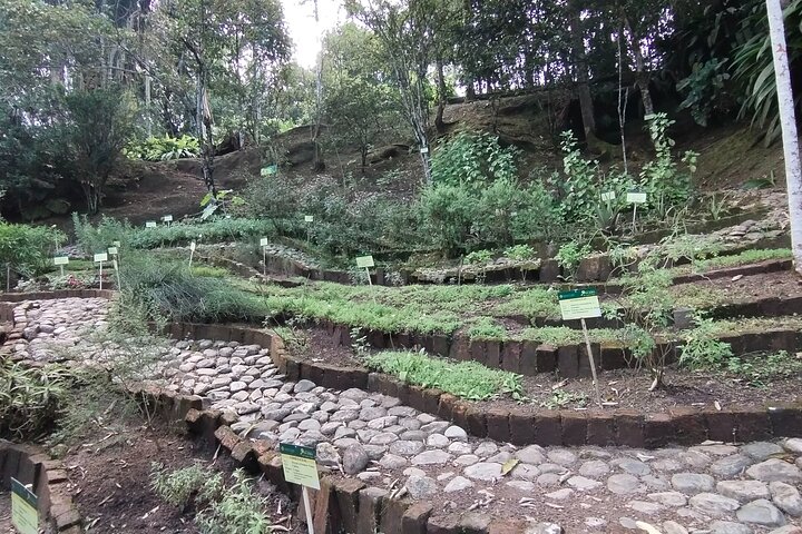 Bird-Watching and Nature Reserve Experience in Ibague