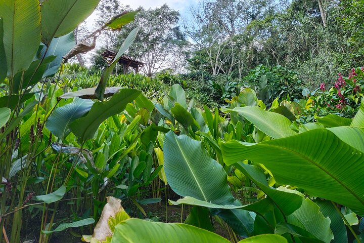 Bird-Watching and Nature Reserve Experience in Ibague
