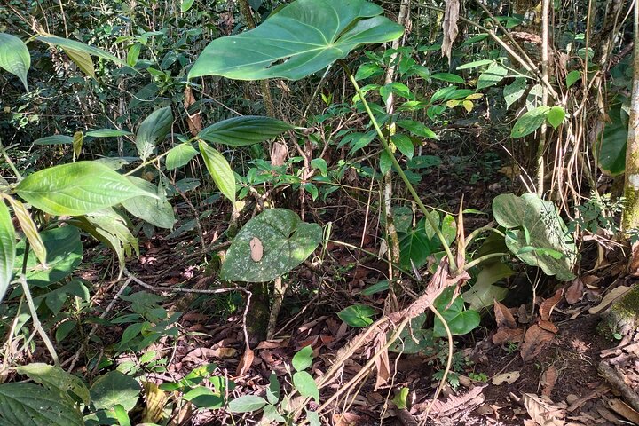 Bird-Watching and Nature Reserve Experience in Ibague