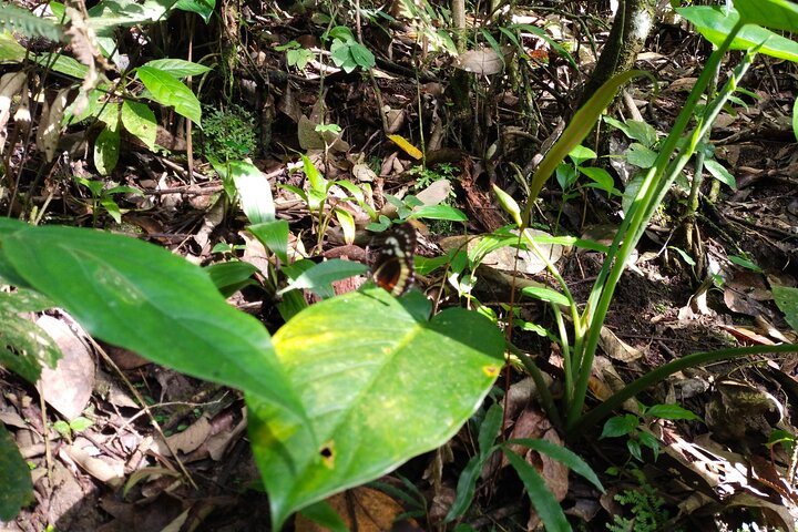 Bird-Watching and Nature Reserve Experience in Ibague