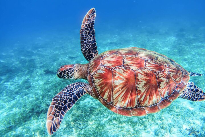 From Protaras: Turtle Cove & Blue Lagoon Cruise
