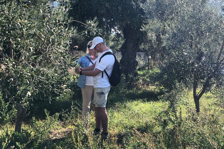 Organic Olive Grove tour & Olive oil tasting & lunch in Kalamata!