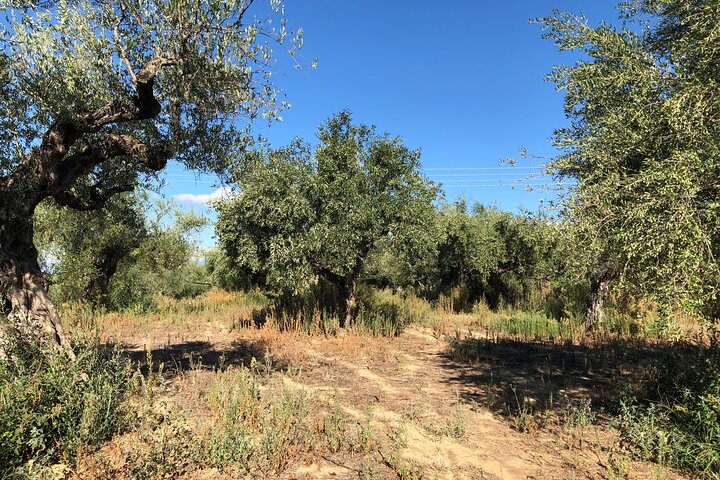 Organic Olive Grove tour & Olive oil tasting & lunch in Kalamata!