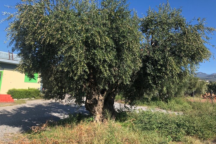 Organic Olive Grove tour & Olive oil tasting & lunch in Kalamata!