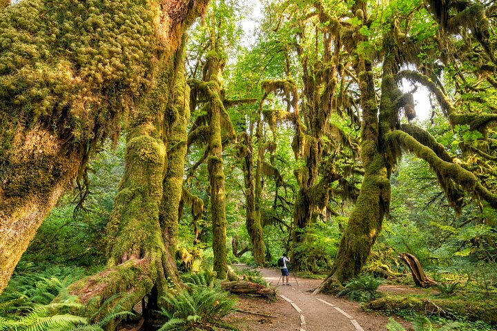 Olympic National Park Self-Guided Driving Audio Tour
