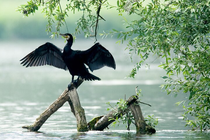 Serenity Cruise to Australia's Everglades