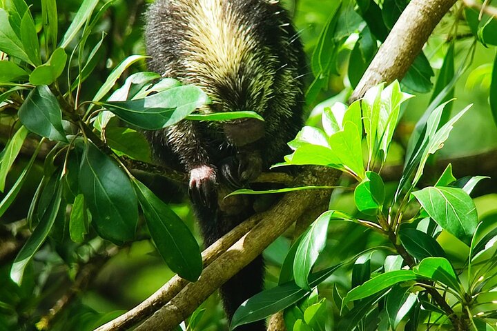 Monteverde Cloud Forest Hanging Bridges Guided Walk