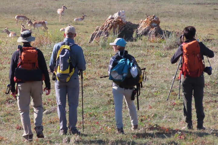 Lamar Valley Safari Hiking Tour with Lunch