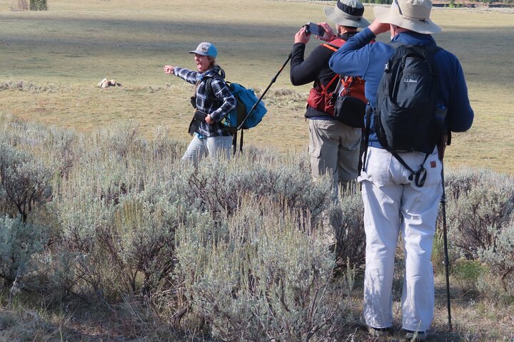 Lamar Valley Safari Hiking Tour with Lunch