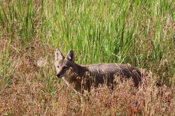 Lamar Valley Safari Hiking Tour with Lunch