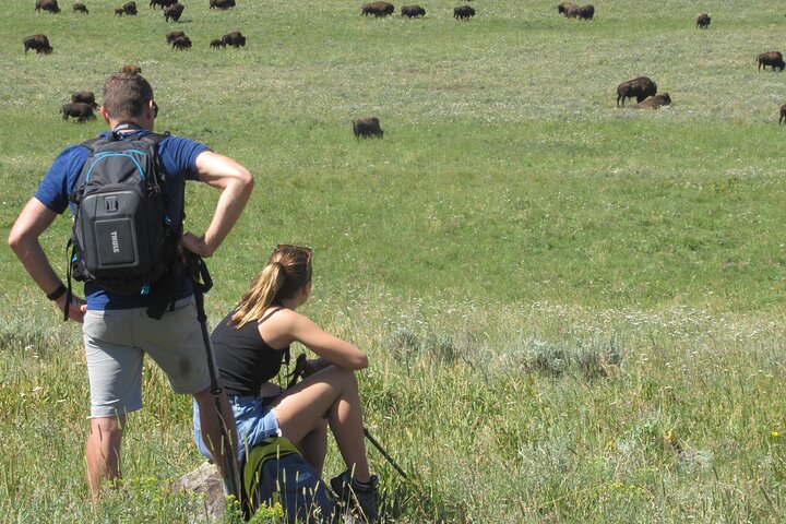 Lamar Valley Safari Hiking Tour with Lunch